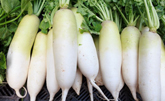 Radish